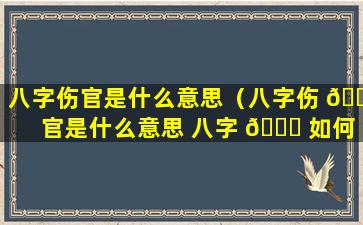 八字伤官是什么意思（八字伤 🐘 官是什么意思 八字 🍀 如何查伤官）